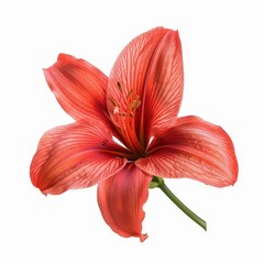 Wall Mural - a red flower with a stem on a white background