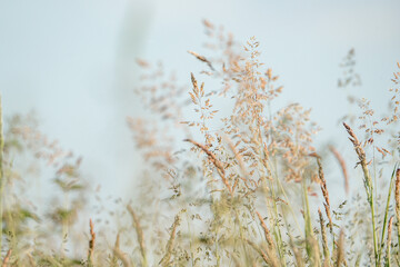 beautiful grass with blue background abstract nature close-up flowers