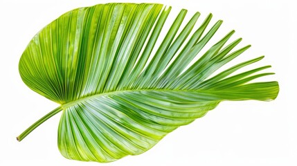 Wall Mural - vibrant green tropical palm leaf isolated on white background cut out nature photo