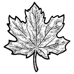 Wall Mural - Maple Leaf sketch engraving PNG illustration. T-shirt apparel print design. Scratch board imitation. Black and white hand drawn image.