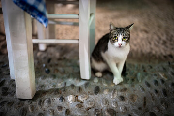 Wall Mural - A very sad cat asks for food in a restaurant.