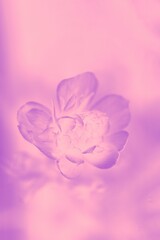 Sticker - Flower on soft pink light lilac color background