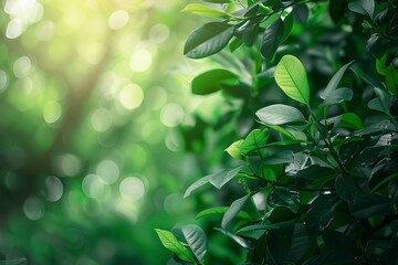 Wall Mural - Vibrant green foliage backlit by a soft, glowing sunlight, highlighting the natural beauty