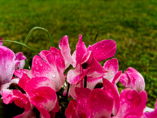 Raindrops on bright pink white cyclamen flowers closeup with green, natural background.