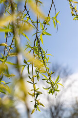 Wall Mural - beautiful new willow foliage in sunny weather