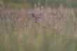 Young male deer hidden in the high grass at dawn