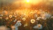 © Business Pics - The landscape of white daisy blooms in a field, with the focus on the setting sun. The grassy meadow is blurred, creating a warm golden hour effect during sunset and sunrise time. hyper realistic