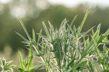 thistle plant green sun 