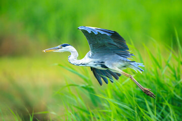 Grey heron, Ardea cinerea, hunting and fishing