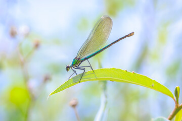 Wall Mural - Banded Demoiselle Calopteryx splendens damselfly female close-up