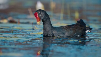 Sticker - Common Gallinule walks and forages among the lilies on the pond during sunny day