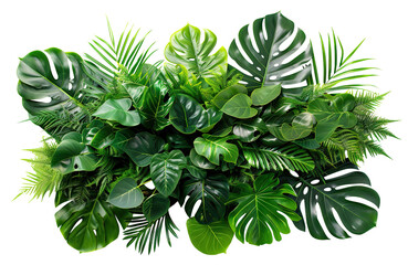 Lush green tropical plants bush (monstera, palm, rubber plant, pine and fern), cut out