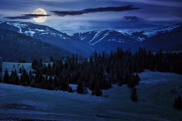 Wall Mural - spruce trees on the grassy pasture at night. snow capped ridge in the distance. beautiful countryside landscape in full moon light