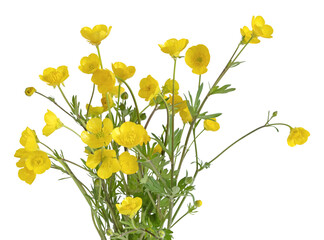 Wall Mural - Fleurs de boutons d'or	