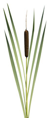 Wall Mural - Typha latifolia	