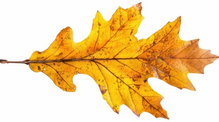 Sticker - Isolated white background yellow oak leaf in fall