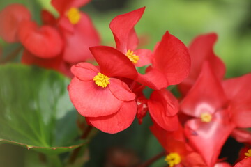 Wall Mural - Red wax begonia blossom in garden. Begonia semperflorens cultorum.