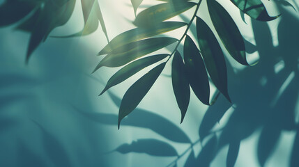 Wall Mural - abstract shadow sun glare from glass and leaves empty background composition for product presentatio