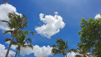 Wall Mural - tropical coconut palm trees with clear blue sky as copy space background.