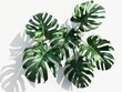 © Alexandr - A plant with large leaves is shown in a shadow on a white background