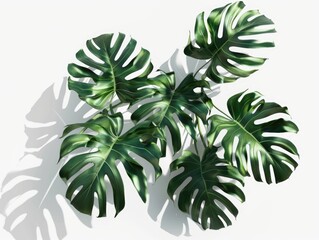 Poster - A plant with large leaves is shown in a shadow on a white background