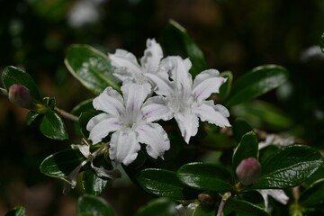 Canvas Print - Serissa japonica (Snowrose) flowers. Rubiaceae evergreen shrub.Blooms white flowers from May to July.