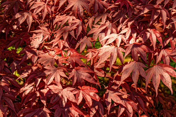 Wall Mural - Beautiful red maple leaves in sunlight