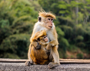 Wall Mural - macaque monkey with baby on rock near trees