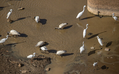 Sticker - Group of white birds wading in shallow water with rocks