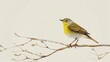 Yellow warbler on a minimalist branch. Simplistic style digital illustration with a neutral background.