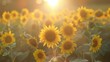 © LukaszDesign - Bright sun illuminates a summer nature of sunflower field