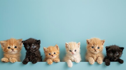 Group photo of baby cats over plain background