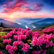 beautiful scene blooming pink rhododendrons flowers ,amazing panoramic nature scenery