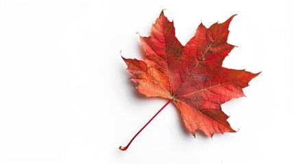 Wall Mural - isolated autumn maple leaf on white background foliage of the fall season