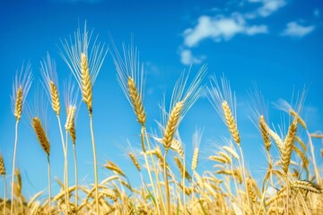 Wall Mural - Golden Wheat Field Swaying Beneath a Clear Blue Sky