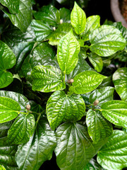 Wall Mural - Top view of green plant as background