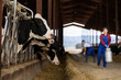 © JackF - Row of cows standing in stalls on a livestock farm eating hay