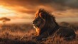 Golden Hour Majesty A Lions Peaceful Rest in the African Grasslands