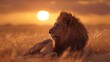 Golden Hour Majesty A Lions Tranquil Rest on the African Savannah