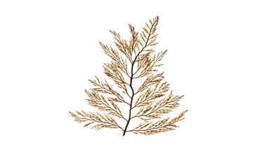 Wall Mural - Branchy brown algae frond isolated transparent png.