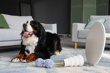 Canvas Print - Bernese mountain dog with overturned vase and coffee table at home