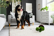 © Pixel-Shot - Bernese mountain dog near overturned houseplant at home