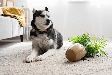 Canvas Print - Husky dog near overturned houseplant at home