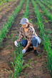 © JackF - Young woman farmer harvesting onions from beds in field