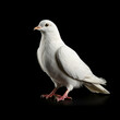 White pigeon isolated on black background 