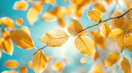 Wall Mural - close up view of yellow autumn leaves against the sky autumn scenery