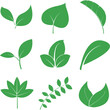 © 은중 김 - 나뭇잎(잎+식물+자연+에코)