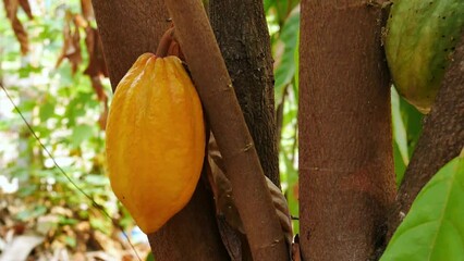 Wall Mural - Yellow Cacao pods grow on trees. Ripe cacao fruits, There are many ripe cacao fruits all over the tree. plant cocoa fruit plantation,4k video