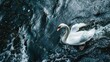 A swan is swimming in a lake