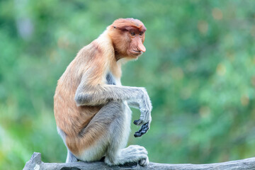 Wall Mural - The proboscis monkey (Nasalis larvatus) or long-nosed monkey is a reddish-brown arboreal Old World monkey with an unusually large nose. It is endemic to the southeast Asian island of Borneo.